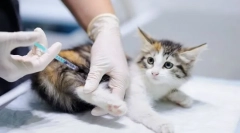 Како да направите инјекции на cat?